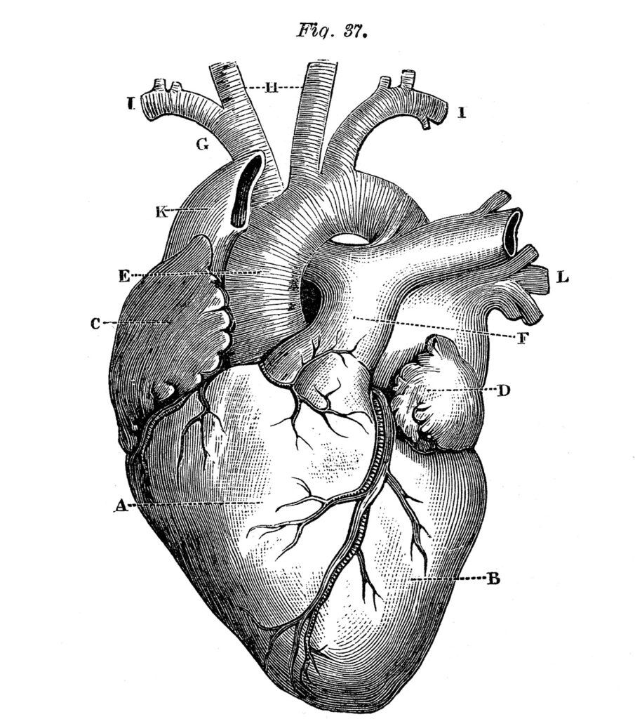 Beat-by-beat cardiac imaging